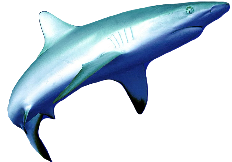 Requin corail