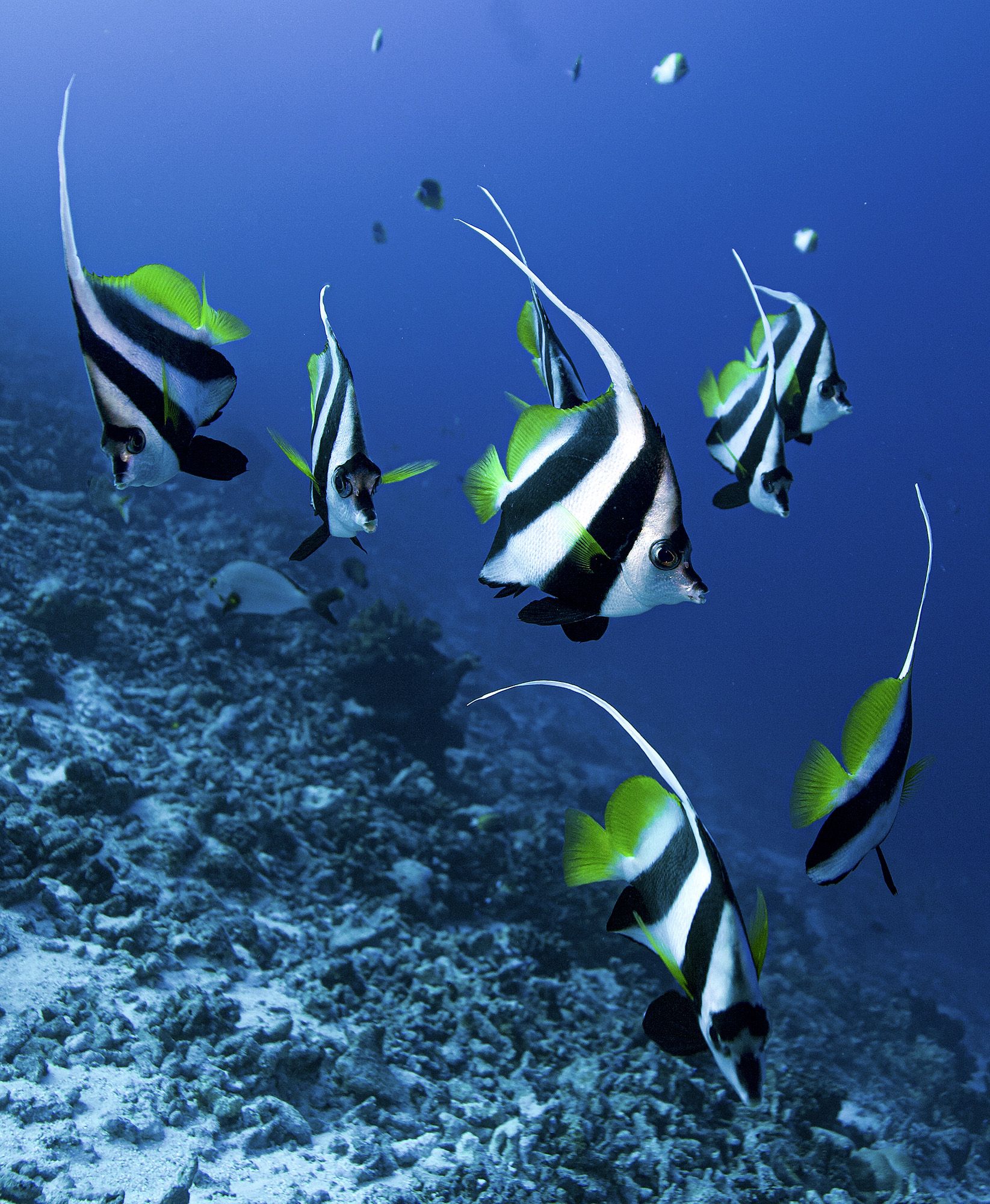 Poissons du récif à Rangiroa