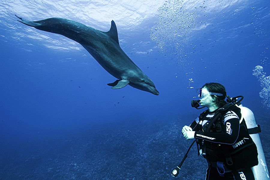 BOTTLENOSE DOLPHIN