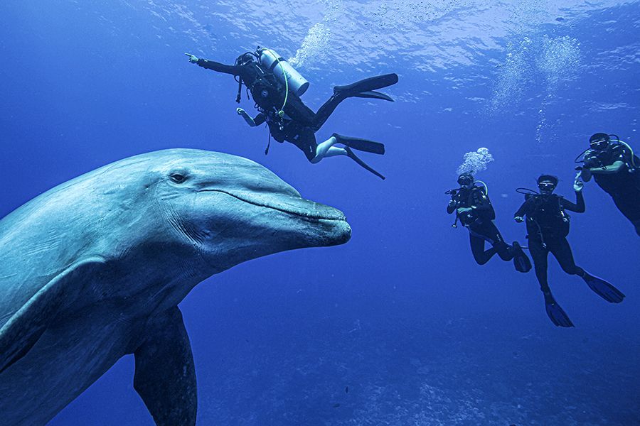 DIVERS AND DOLPHIN